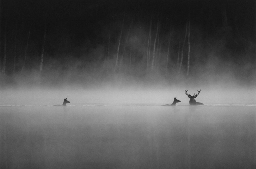 Festival Francouzského filmu : projekce filmu „Šepot lesa“